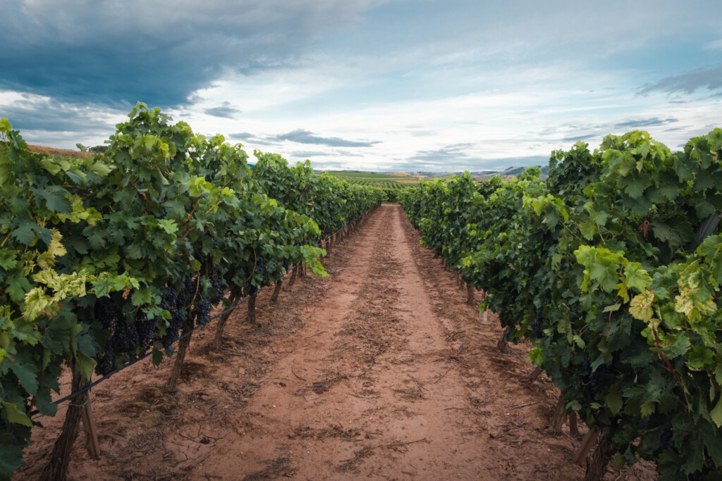 Vineyard Tour Barcelona