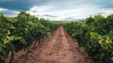 Private tour Montserrat and Penedés Winery