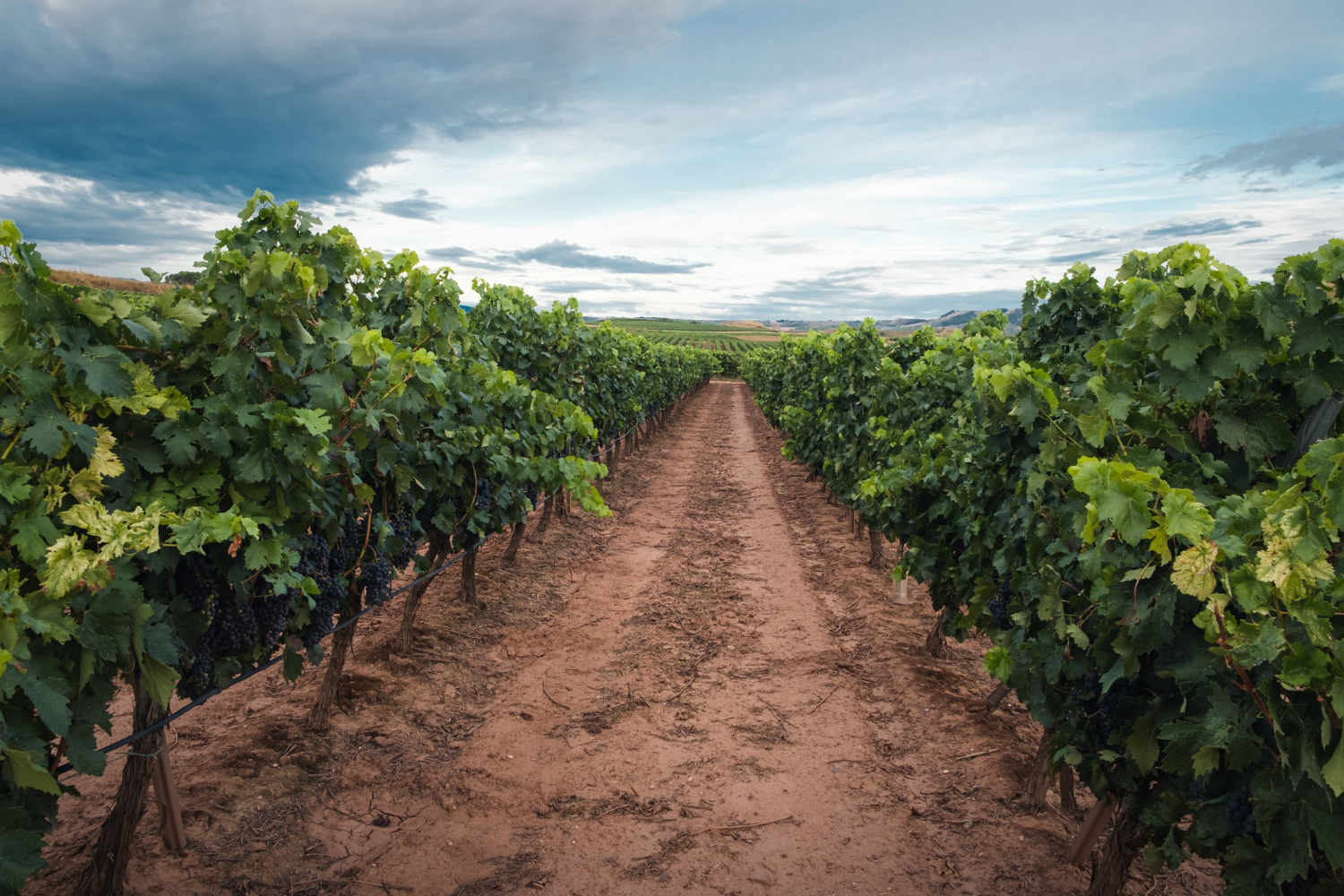 Vineyard tour near Barcelona